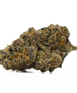 Champagne Gelato