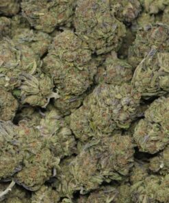 Alternative view of Gelato Crasher