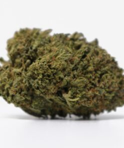 Solar Gelato